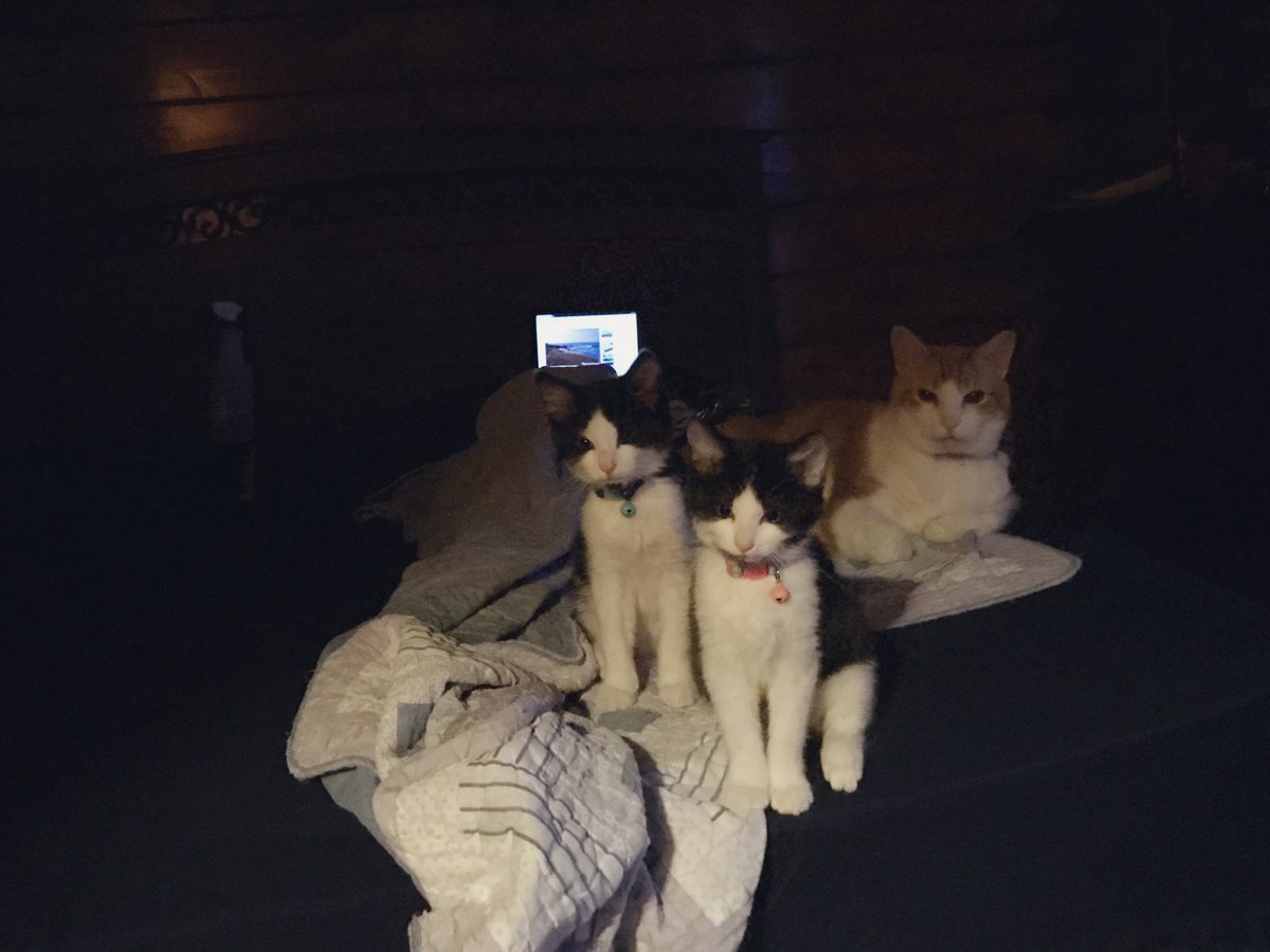 They're finally big enough that I don't worry quite as much about smushing them when the three of them curl up with me. After all, they're always very eager for me to join them at bedtime :)