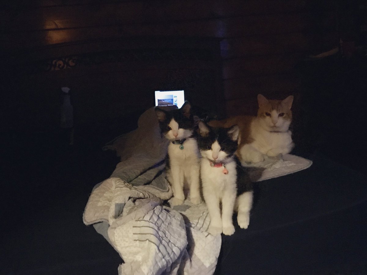 They& #39;re finally big enough that I don& #39;t worry quite as much about smushing them when the three of them curl up with me. After all, they& #39;re always very eager for me to join them at bedtime :)