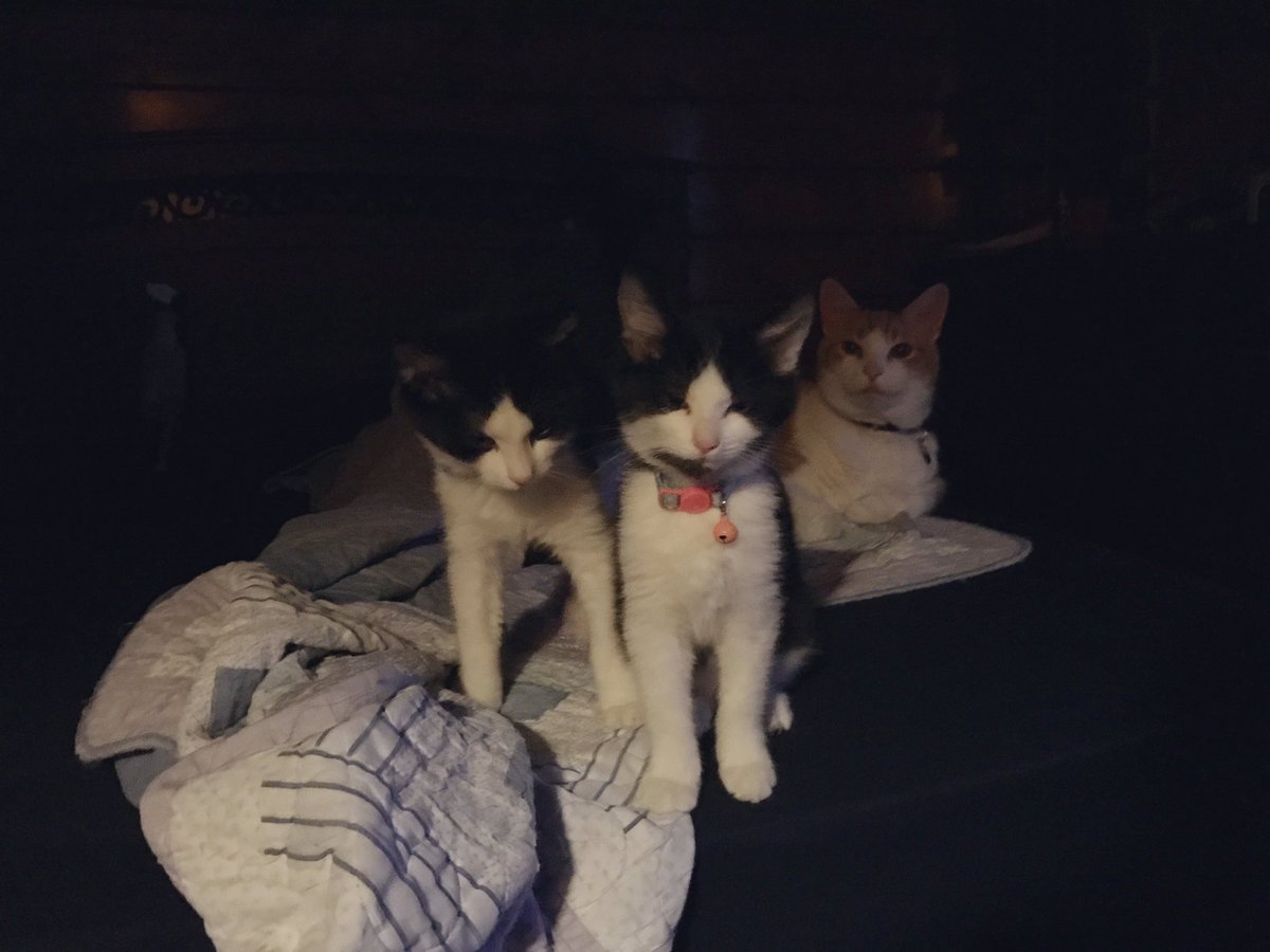 They're finally big enough that I don't worry quite as much about smushing them when the three of them curl up with me. After all, they're always very eager for me to join them at bedtime :)