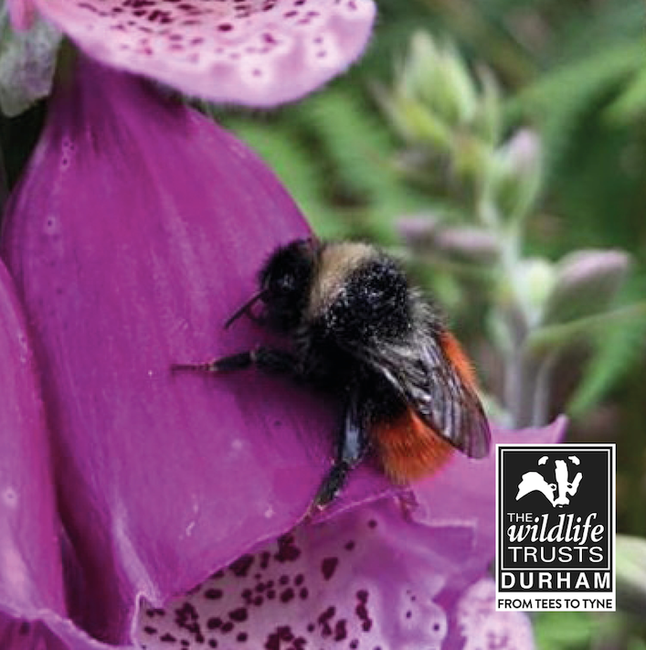 DurhamWildlifeTrust tweet media