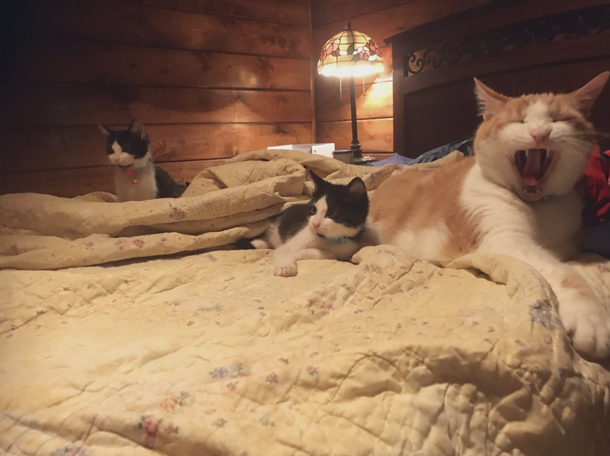 Yawns all around. And that& #39;s my cue to put this thread on pause again and pick it back up after a good night& #39;s sleep :)