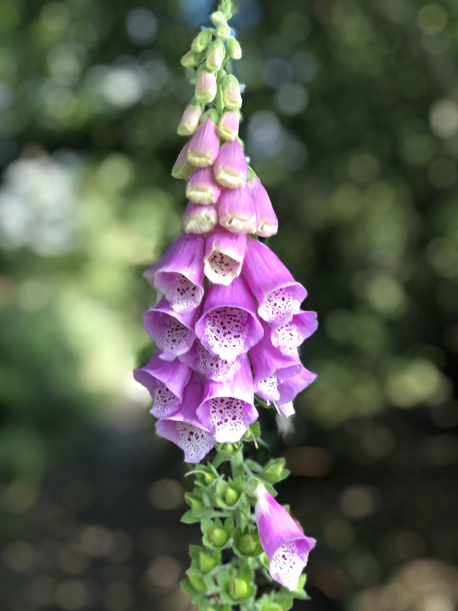 Not seen that many foxgloves but always a delight. Poisonous but the drug digoxin - which treats heart conditions - is also extracted from the plant.
