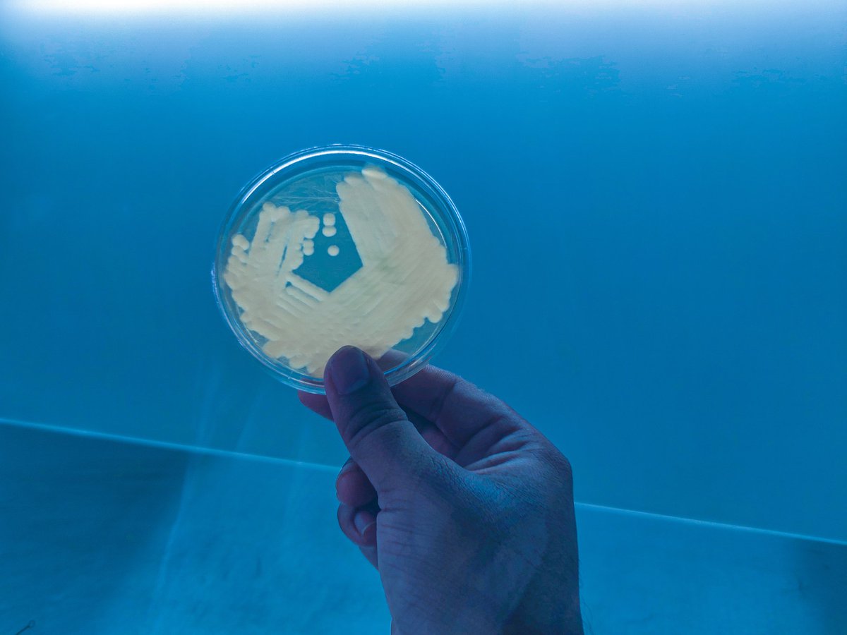 It's lazy outside the plant 🍃......Xanthomonas #Pomegranate #BacterialBlight