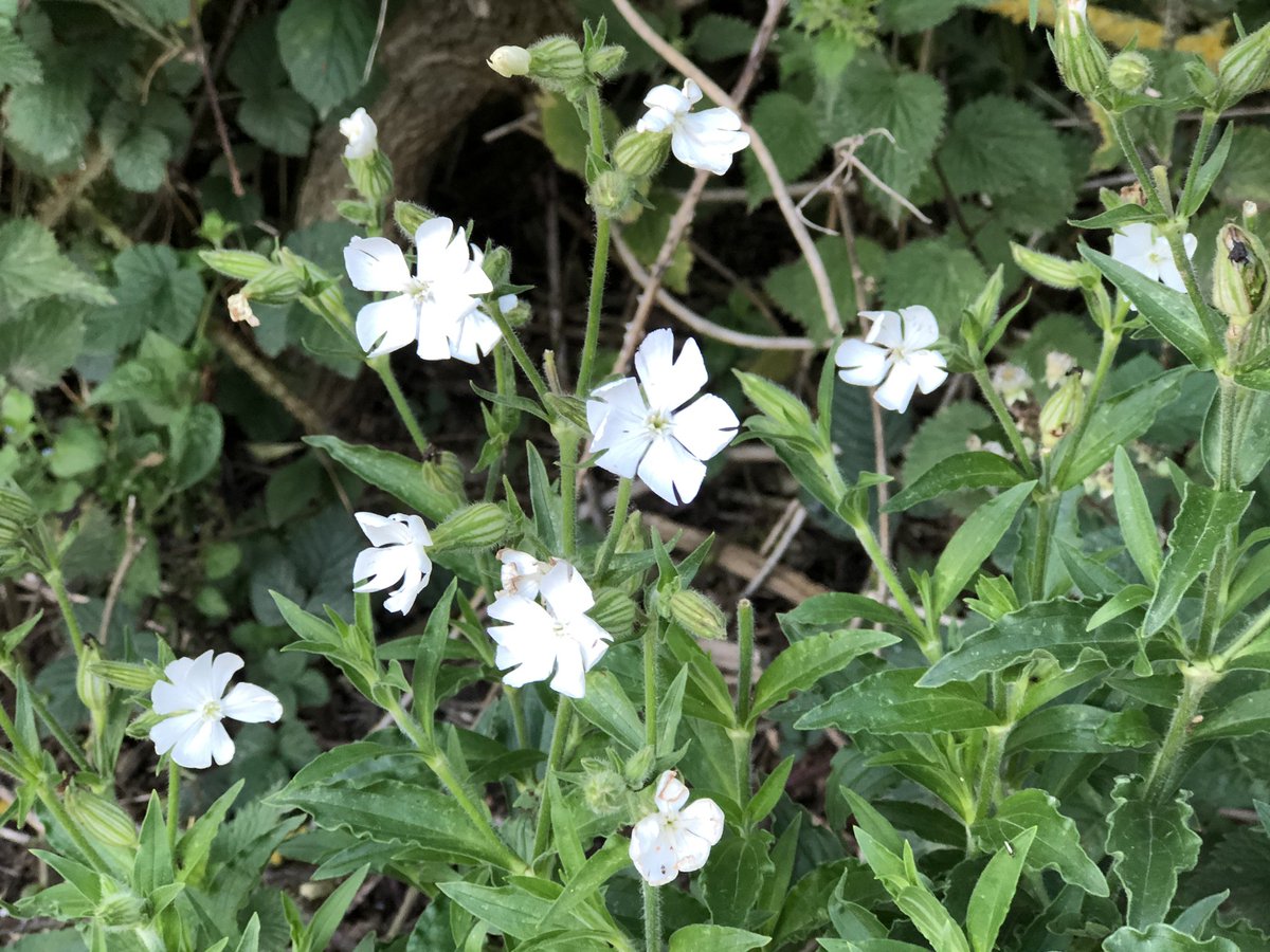 These are lowkey but lovely close up - campion.