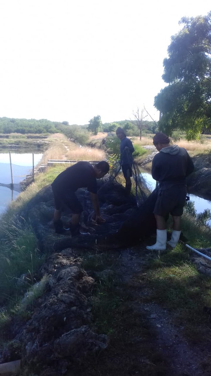 bpmkp_buleleng's tweet photo. Kegiatan sampling dlm rangka untuk mengetahui pertumbuhan  ikan Kakap yg pelihara di Tambak oleh teknisi didampingi peneliti BBRBLPP @brsdm_kp @sjariefwidjaja @pusriskan @puslatluhkp https://t.co/Ze2T7pgs5h