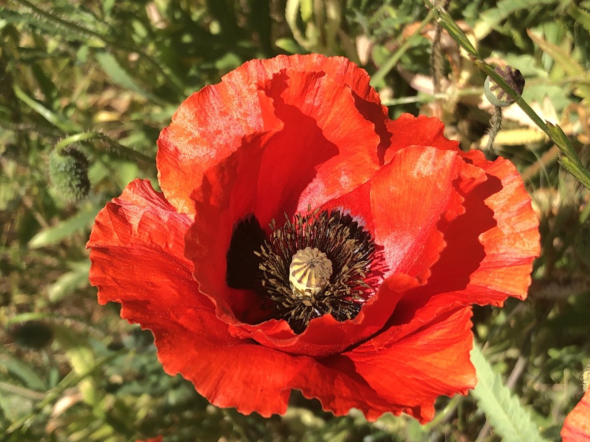 Personal favourite - and let them grow wild in the garden too - field poppy.