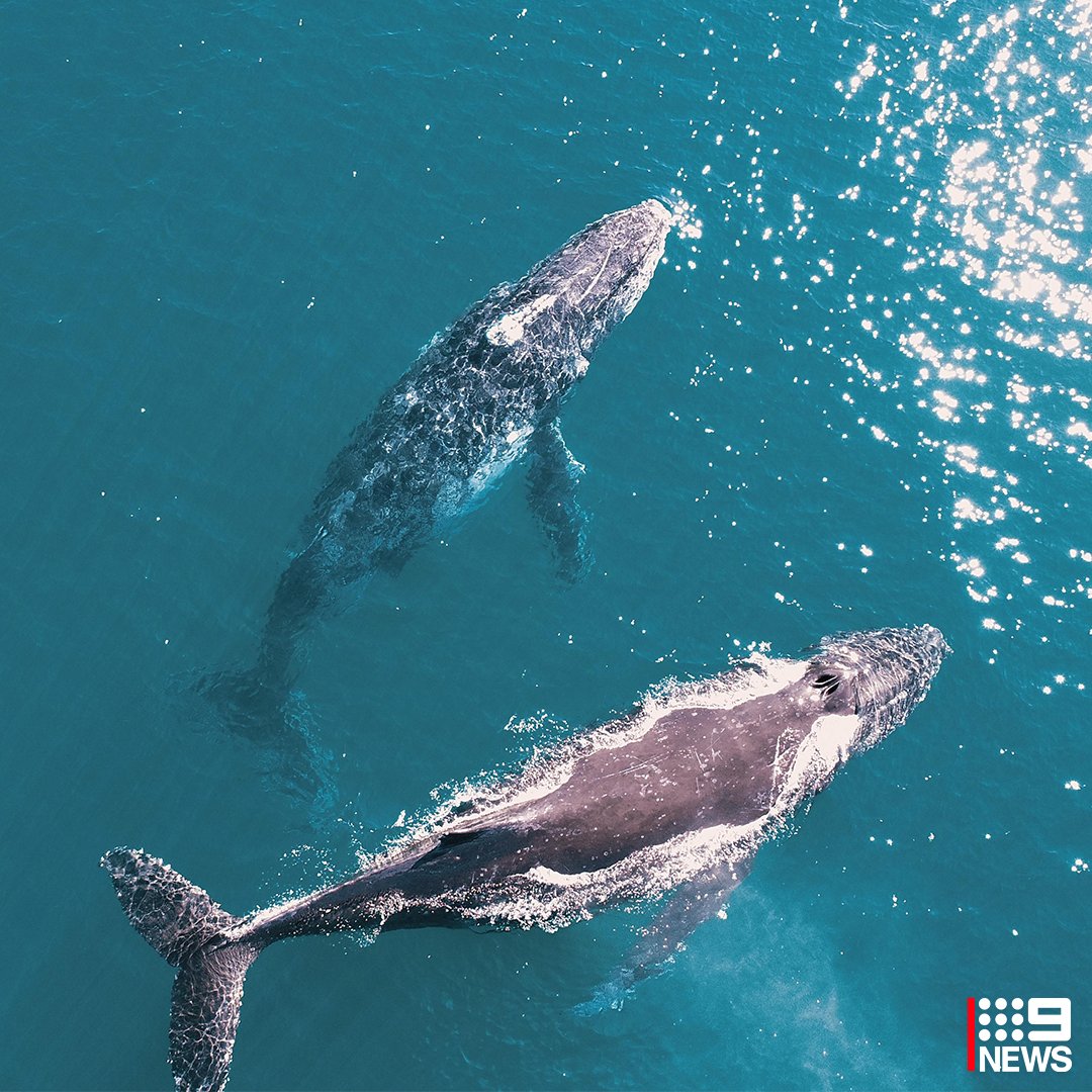 9NewsGoldCoast's tweet photo. 🐋 Humpback whales have been photographed in waters off #MiamiBeach!

📸: Corey Wyatt #9News https://t.co/9AXVzdRgpc