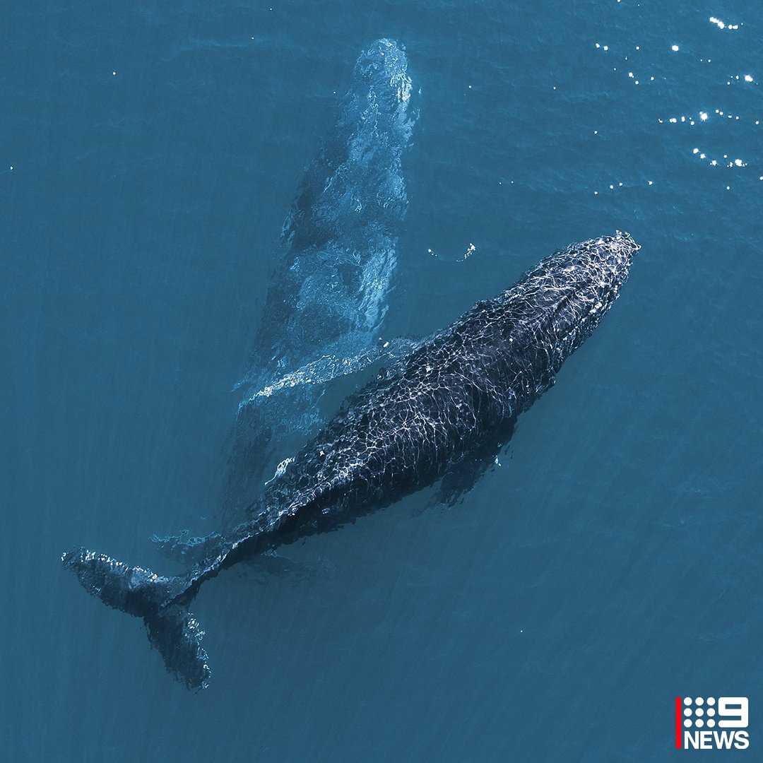 9NewsGoldCoast's tweet photo. 🐋 Humpback whales have been photographed in waters off #MiamiBeach!

📸: Corey Wyatt #9News https://t.co/9AXVzdRgpc