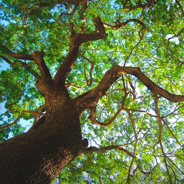 Today is #WorldRainforestDay, a day to celebrate this precious natural resource and to encourage action to preserve it. Note that every minute, we lose 40 football fields of rainforests, which threatens our biodiversity and imperils our planet’s health. Deforestation causes 15% o