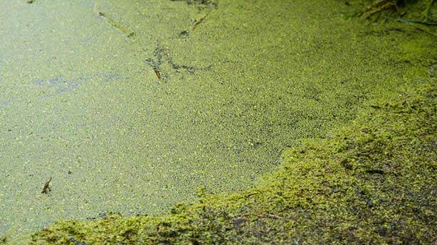 Зеленые воды что делать. Эвтрофикация. Очистка Балтийского моря эвтрофикация. Pond Scum. What is a eutrophication.