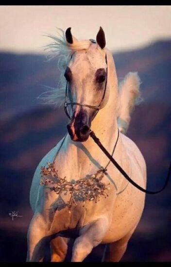 عشقنا حتى غاروا العاشقين من عشقنا 
      تهامسوا ما الذى يربط بينهم 
            هل لا يوجد فى الجمال مثلهم 
              هل لا يوجد اجمل من عيونهم 
                 ولا جاذبية ارواحهم 
                     بحثوا كثيرا لم يتوصلوا
                          لسر عشقنا