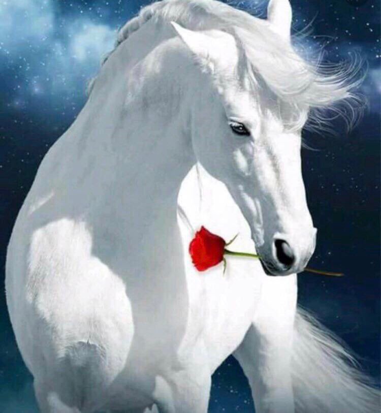 كل حاجه يا أنيقه فـ إحتياجك
الأماكن ، والمشاعر ، والكرامه

ياحلـو جـوّك .. ويالبـى مزاجـك. اصلا اسمك يعطي الافخم فخامه.