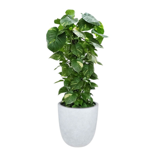 10 Amazing Indoor Plants Designed to Clean the Air of Your Home

Read the full article: 10 Amazing Indoor Plants Designed to Clean the Air of Your Home
▸ lttr.ai/Szo6

#air #Health