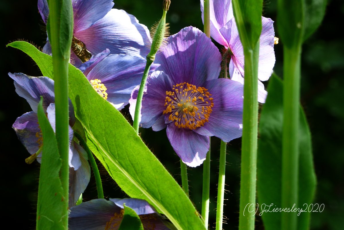 Good #MondayMorning joy with this beautiful Meconopsis in #Sheffield #botanical #gardens #Yorkshire #EveryoneNeedsNature #naturelovers #floral_perfection @FOBSheffield @The_RHS @OutdoorPhotoMag