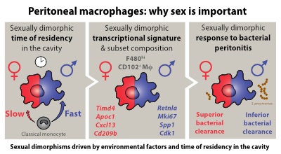 Calum Bain (@bainlab) on Twitter photo Our paper describing the effects of biological sex on the phenotypic identity and function of #Peritoneal_Macrophages is just out <a href="/SciImmunology/">Science Immunology</a>. Thanks to all colleagues at @EdinUni_MeetCIR and beyond involved in this study! <a href="/EdinburghImmuno/">Edinburgh Immunology Group</a>
immunology.sciencemag.org/content/5/48/e… Our paper describing the effects of biological sex on the phenotypic identity and function of #Peritoneal_Macrophages is just out <a href="/SciImmunology/">Science Immunology</a>. Thanks to all colleagues at @EdinUni_MeetCIR and beyond involved in this study! <a href="/EdinburghImmuno/">Edinburgh Immunology Group</a>
immunology.sciencemag.org/content/5/48/e…