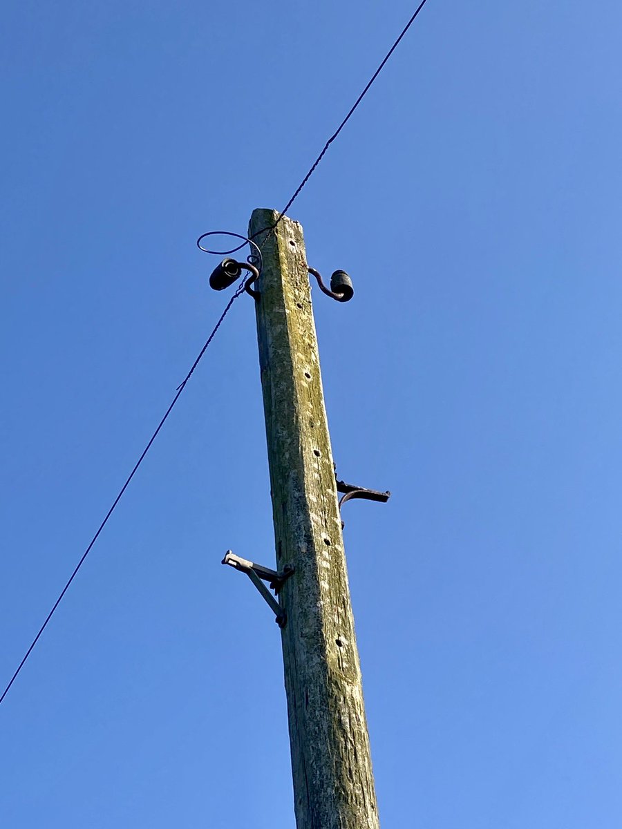 WildAnglia's tweet photo. Mornin all, beautiful still morning so warm saw these poppies in field which surprised me on this farm. In the village I noticed as I walked by this old telegraph pole still with the ceramic isolators must have been there some years, woofer just trotting and sniffin obliviously https://t.co/WQ1Lo9gvkZ