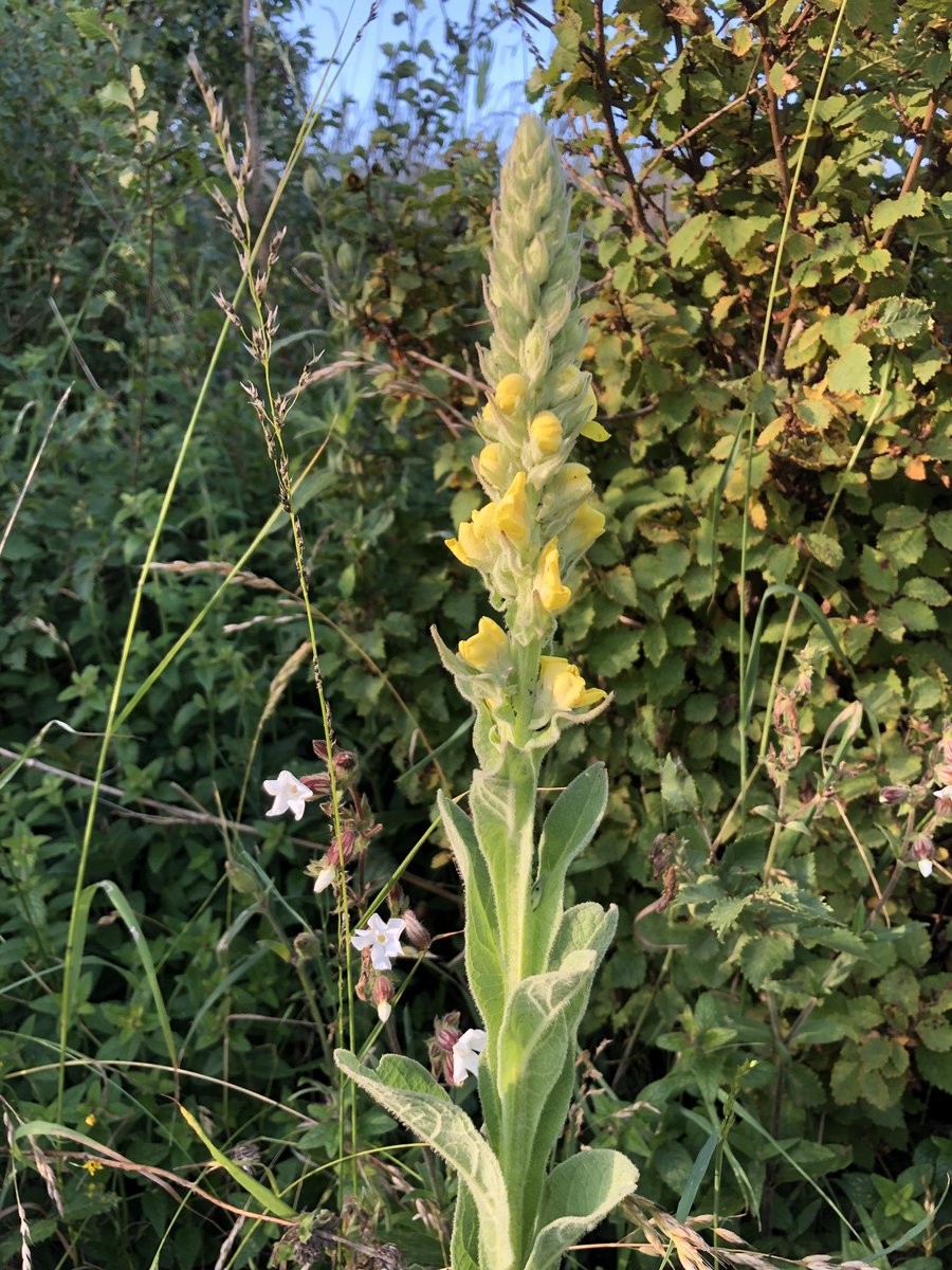 This is common toadflax though it’s not that common near me - which is why it caught my eye.