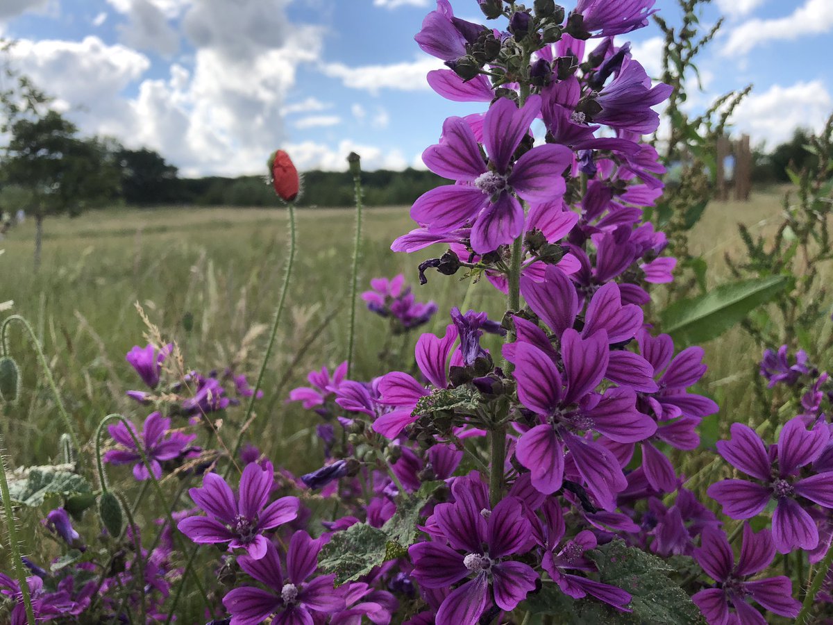 Mallow in the meadow.