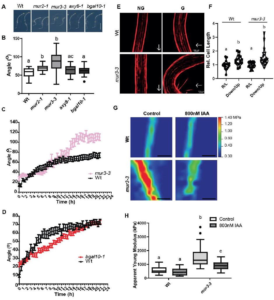 Please, have a look at this major update on our collaborative work investigating xyloglucans and its involvement in differential tissue expansion in plants 

sneak preview <a href="/biorxivpreprint/">bioRxiv</a>: biorxiv.org/content/10.110…
