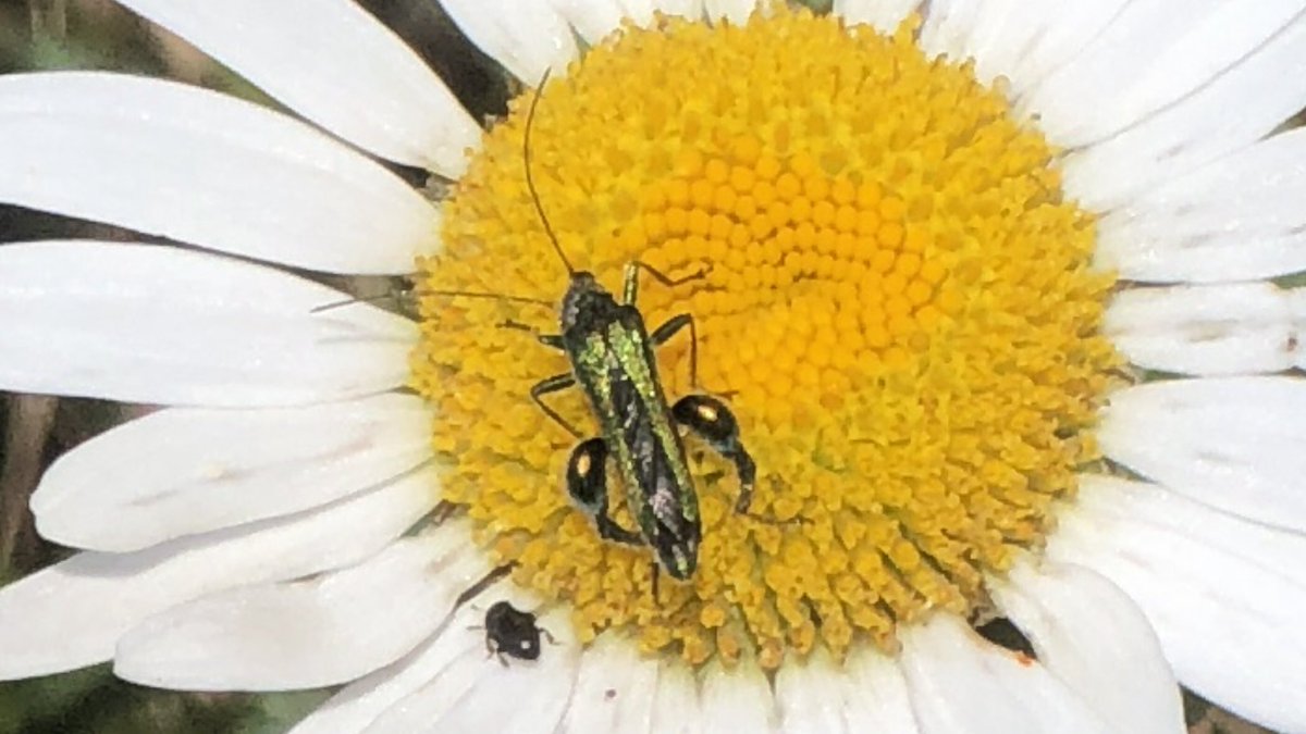 I’m a big fan of oxe eye daisies and thanks to  @sciencebase I now know the insect is Oedemera nobilis. Swollen-thighed Beetle, Thick-legged Flower Beetle, False Oil Beetle...
