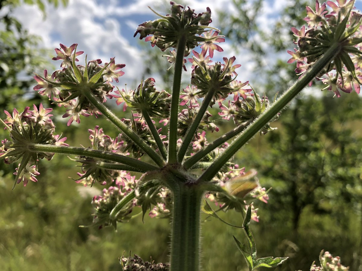 I loved this patch of woodland as it was filled with both pink and white cow parsley. And there are always butterflies and insects around.