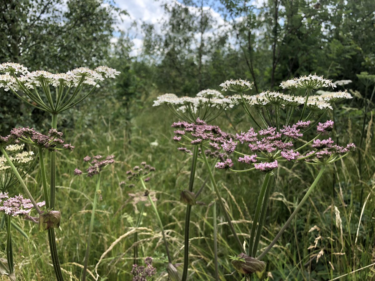 I loved this patch of woodland as it was filled with both pink and white cow parsley. And there are always butterflies and insects around.