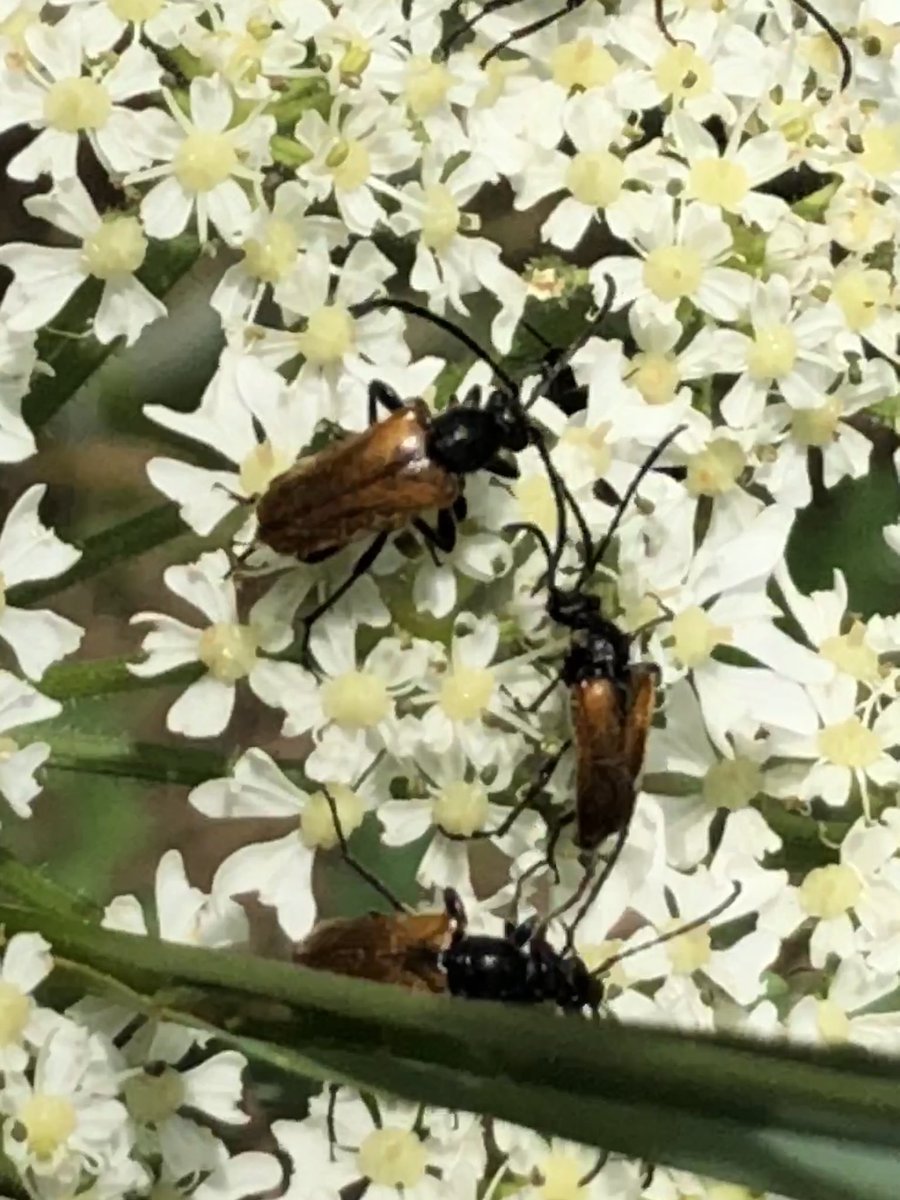 I loved this patch of woodland as it was filled with both pink and white cow parsley. And there are always butterflies and insects around.