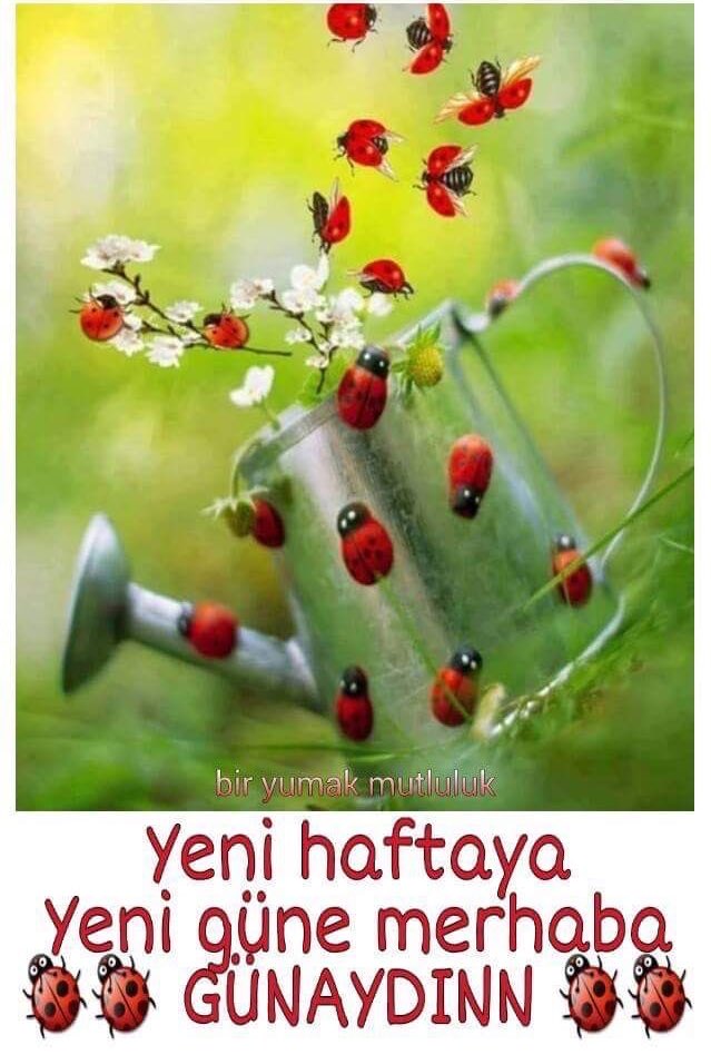 SelamünAleyküm 🥀Allah’ım 🥀 Başladığımız Bu Yeni Haftada Senden Hayır Diliyoruz ve Bu Haftanın içinde ki Şerlerden Sana Sığınıyoruz Bizleri Doğru Yoldan Ayırma Devletimi Milletimi koru Türkiye’mi ilimde, Bilimde, Sanayide,Tarımda Her Konuda Tartışmasız En Üst Seviyeye Getir âmin