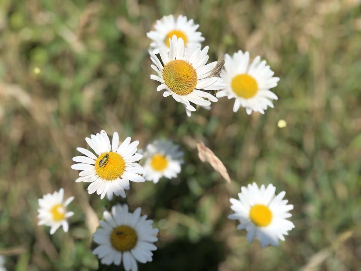 How can your heart not sing on seeing a bunch of daisies?