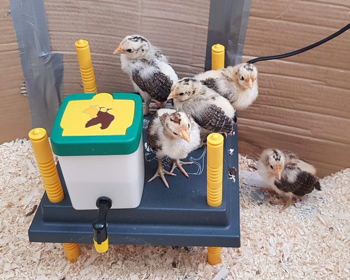 echoholistics's tweet image. Roof top party 😜 or plotting for freedom....for flightless birds they love to stretch their wings  @wps_pink