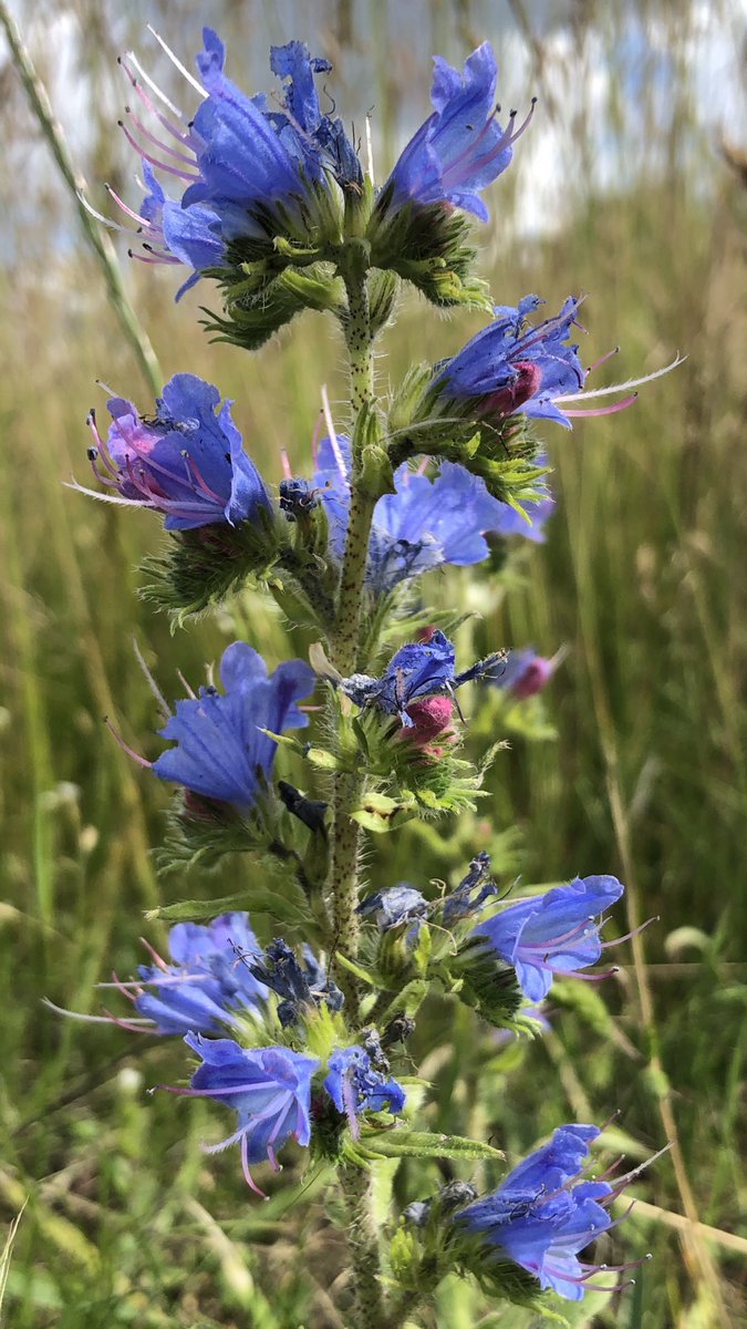 And finally viper’s bugloss. Borage family. Stunning close up and name ‘viper’ either from its snakelike spotted stem or shape of flowers. Gorgeous. All these flowers seen on two walks this weekend. Head down everyone. Share your wildflowers with me please.