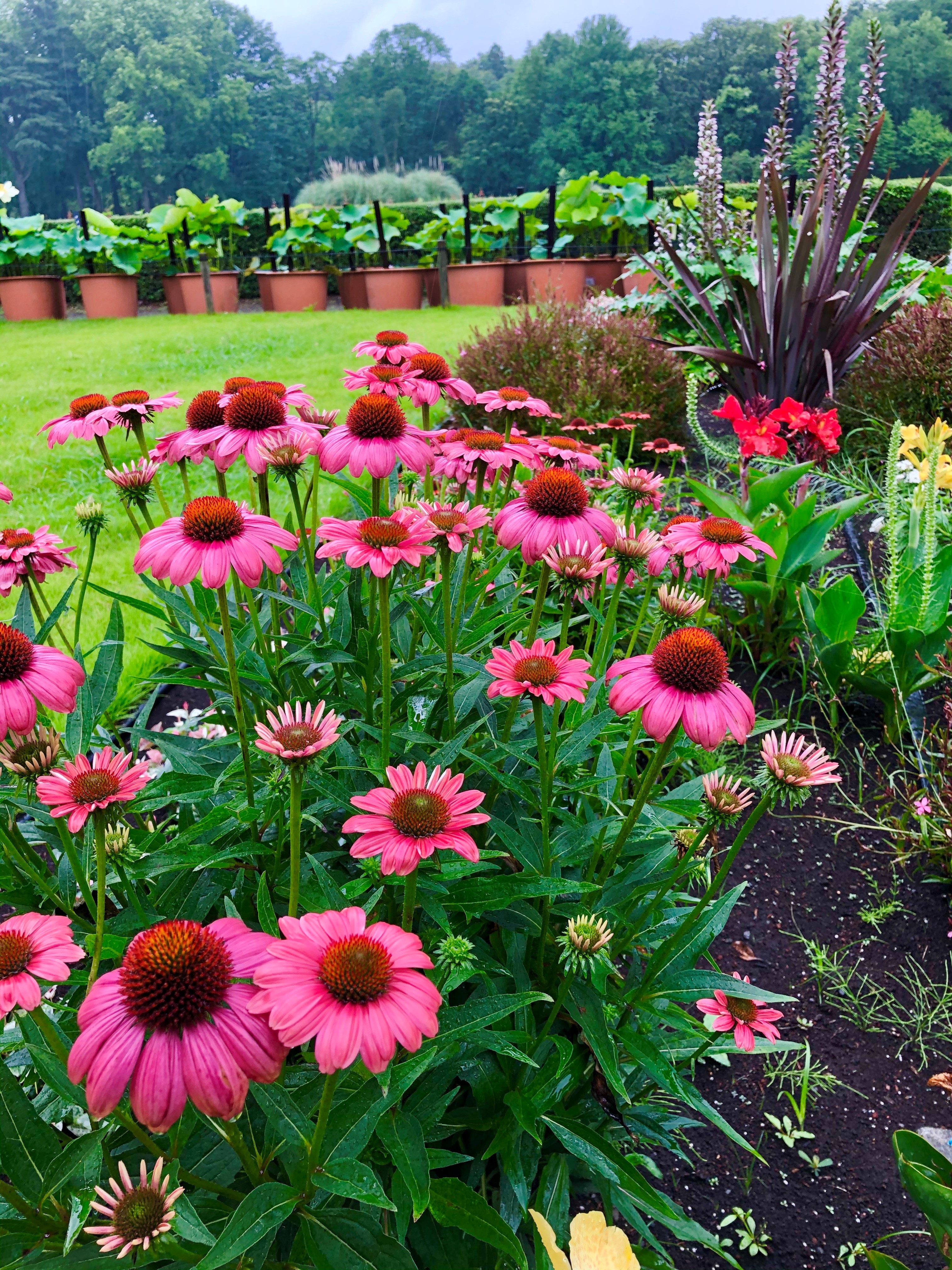 神代植物公園 ニュース スタッフより 園芸係 芝生広場花壇でエキナセアが開花中 属名echinacea ギリシア語echinos ハリネズミの意味 から 花床についている鋭い鱗片の形状からつけられました 花の形がまといの馬簾に似ていることから和名は