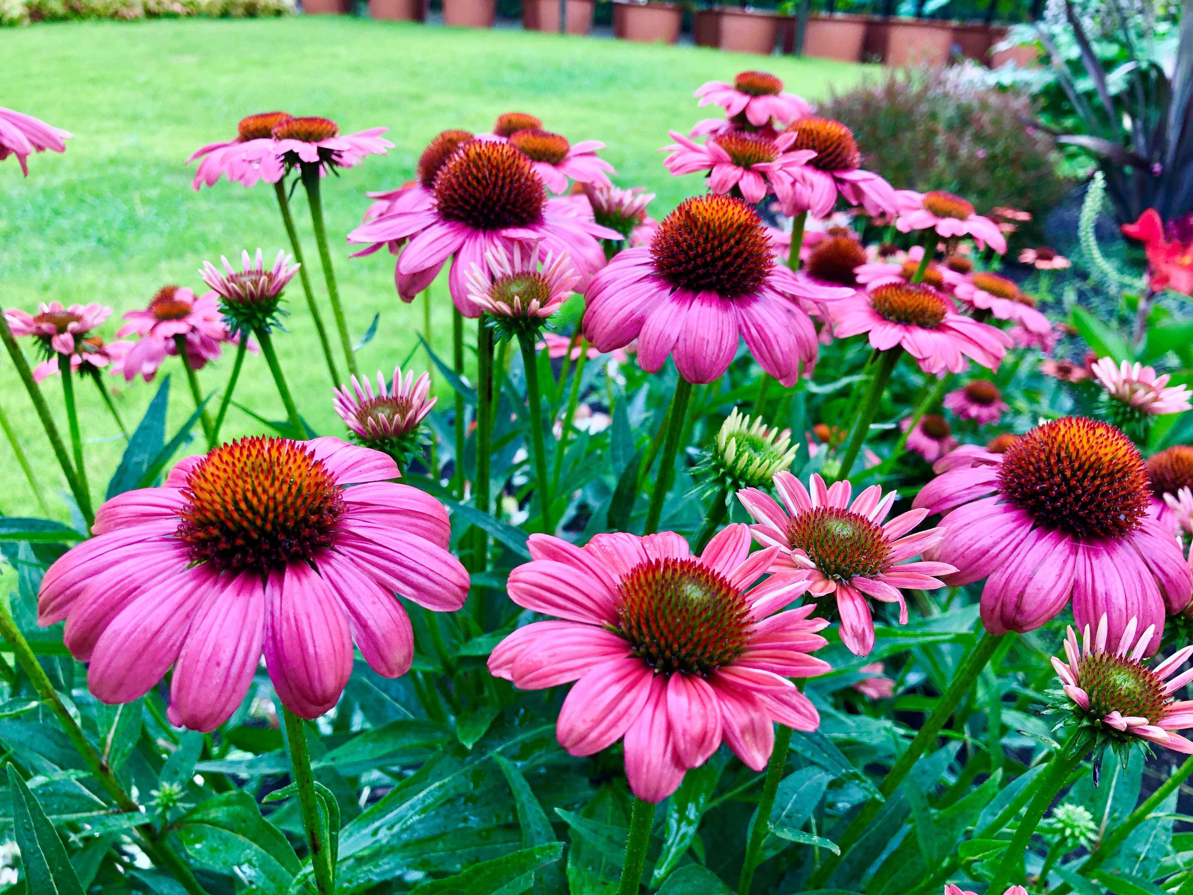 神代植物公園 ニュース スタッフより 園芸係 芝生広場花壇でエキナセアが開花中 属名echinacea ギリシア語echinos ハリネズミの意味 から 花床についている鋭い鱗片の形状からつけられました 花の形がまといの馬簾に似ていることから和名は