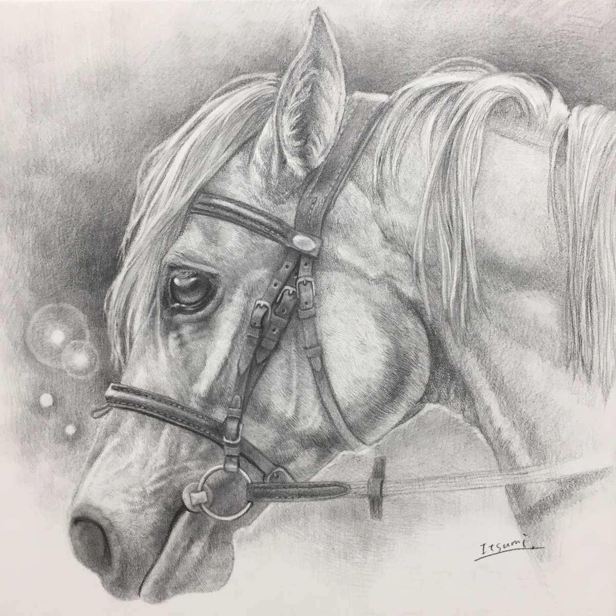Itsumi 斉藤いつみ 馬の絵画家 明星 若い牝馬の横顔です アルシュ 鉛筆デッサン