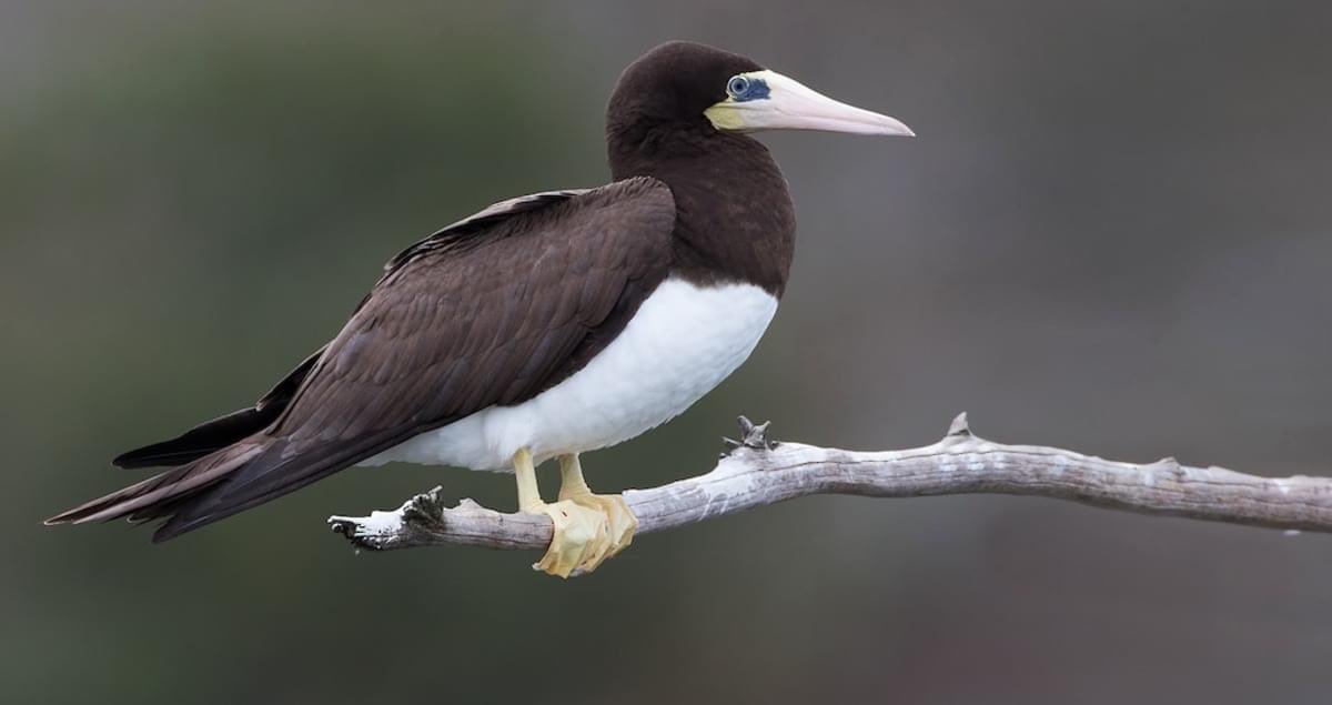 Brown booby