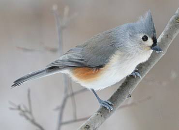 Tufted tit mouse