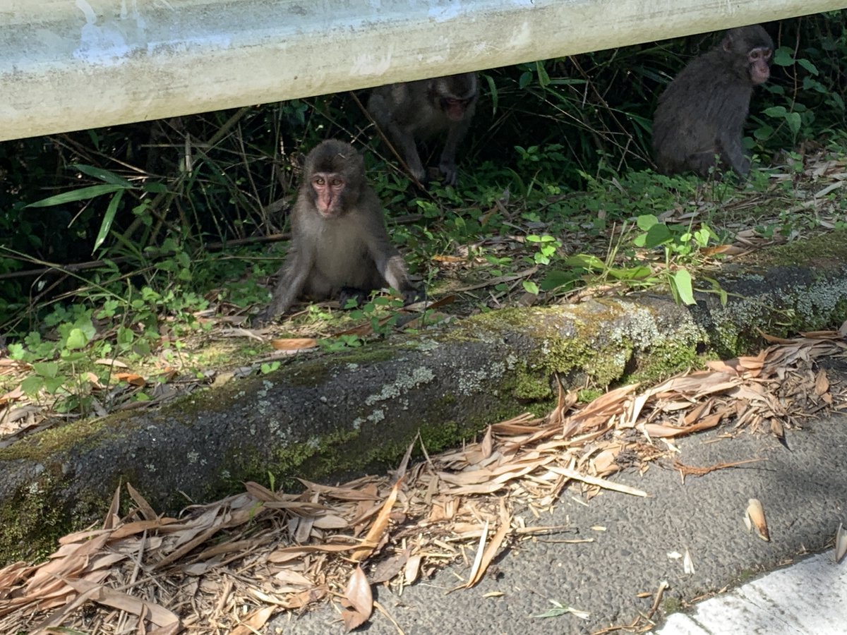 新電力おおいた 大分トリニータスポンサー 高崎山 の登山口近くに時々お猿さん が出現します 今日は久々に会いました この子たちは何群 新電力おおいた 大分トリニータスポンサー 高崎山 の登山口近くに時々お猿さん が出現します 今日は久々に会いました この子たちは何群
