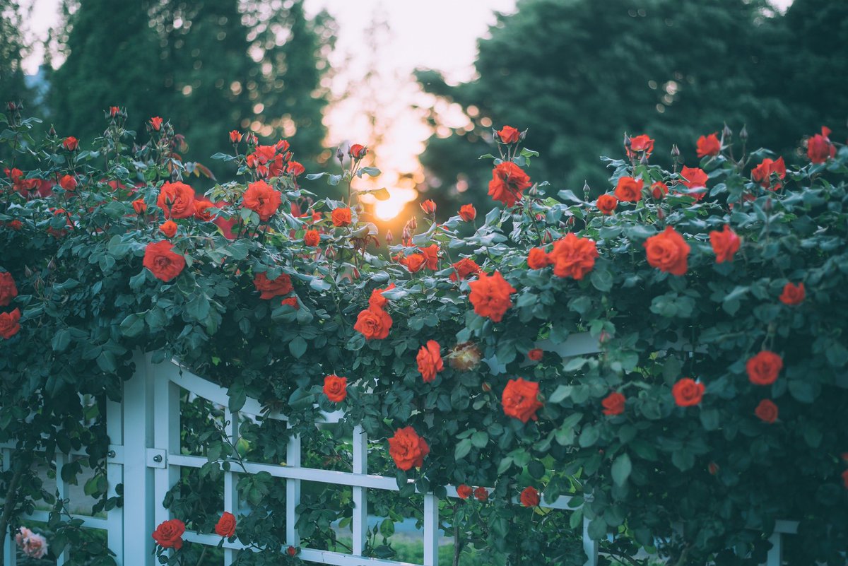 Allah'ım {ﷻ} dünyada kazanmış görünüp de ahirette kaybedenlerden eyleme..

Hayırlı Haftalar | #pazartesi 🌹