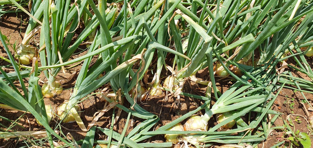A firm texture is an important parameter for improving quality of onions and also for consumer acceptance. In Naracoorte (South Australia) we implemented our product CaTs® on the fields. It resulted in an increase of the firmness of the onions by 7.9% and weight by 13%. 🌱#agro