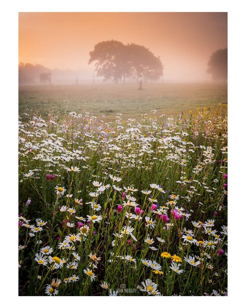 Meadows in the Mist

After a few amazing days of photography it was difficult to chose todays post! Anyway, I went for the scene outside my door..... 

#wexmondays
#fsprintmonday
#appicoftheweek
#dorset
#MondayMotivation 
<a href="/lovefordorset/">Love For Dorset</a> 
<a href="/bmouthofficial/">Love Bournemouth</a>