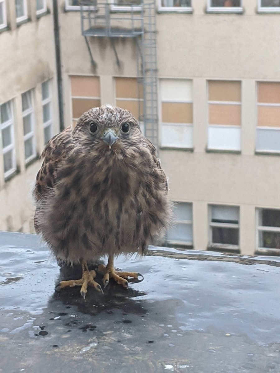 DeutschesMuseum's tweet photo. As every year, we are very amazed: At the moment, young kestrels are making their first attempts at flying and are looking curiously into the offices. Pretty soon they will be fully fledged. But for now, we enjoy to watch their first flying lessons! https://t.co/lVlhPSSMCZ