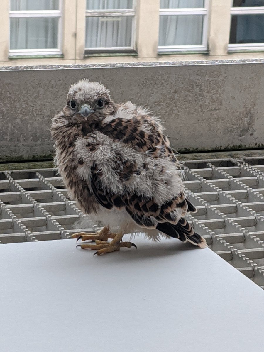 DeutschesMuseum's tweet photo. As every year, we are very amazed: At the moment, young kestrels are making their first attempts at flying and are looking curiously into the offices. Pretty soon they will be fully fledged. But for now, we enjoy to watch their first flying lessons! https://t.co/lVlhPSSMCZ