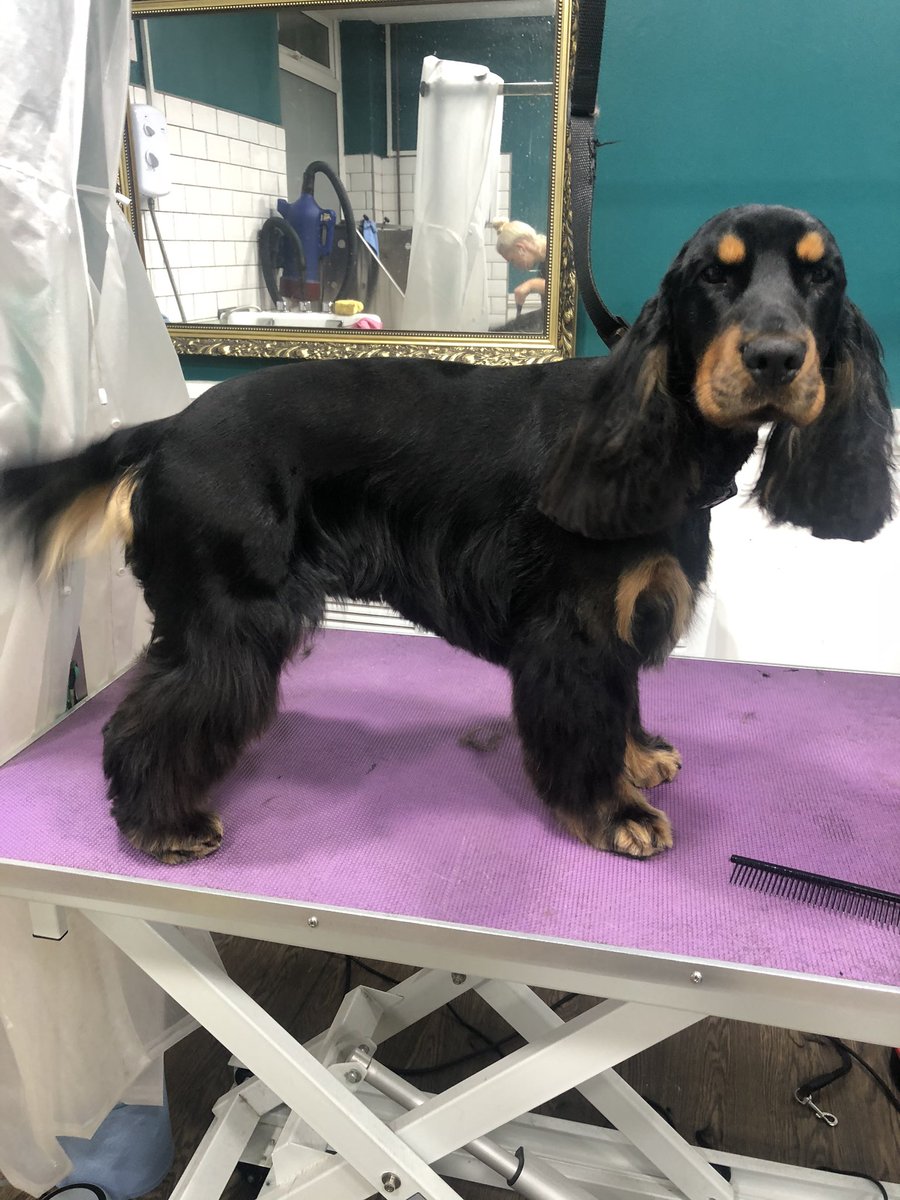 Hey Frankie do you remember me? 

Transformation covid style 

#dogsofinstagram #cockerspaniel #cockerspanielsofinstagram #spanielsofinstagram #doggrooming #qualifiedgroomer #thehounddoggroomingspa #marple #marplebridge #compstall #romiley #stockport #lovedogs #happymonday