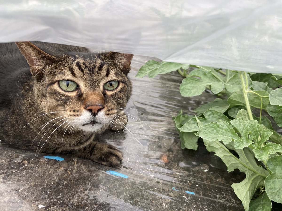 refrainblueFF11's tweet photo. うちのスイカ畑で凄いのが実ってた ＃猫 #猫のいる暮らし https://t.co/MUcdWiveML