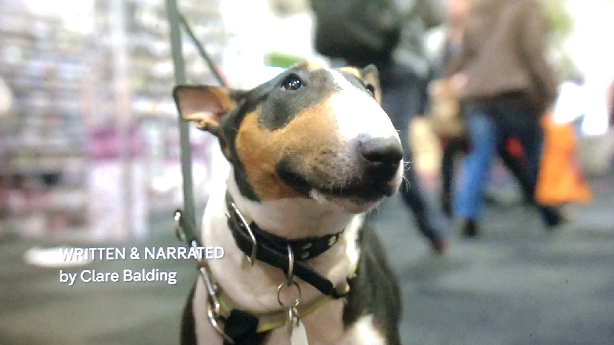 annawebbdogs's tweet photo. Who could miss that profile?
Prudence was so chuffed to have an appearance on the A-Z of Crufts @All4 on Saturday!
Flying the flag as the only Bull Terrier featured! 
🐕‍🦺❤️.
#MondayMorning #Crufts #dog https://t.co/Iv7gwIHRUn