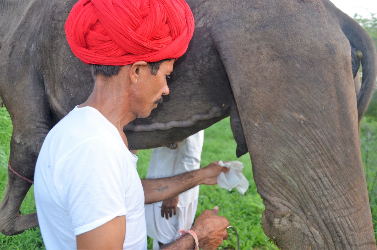 3. clean the udder and teat