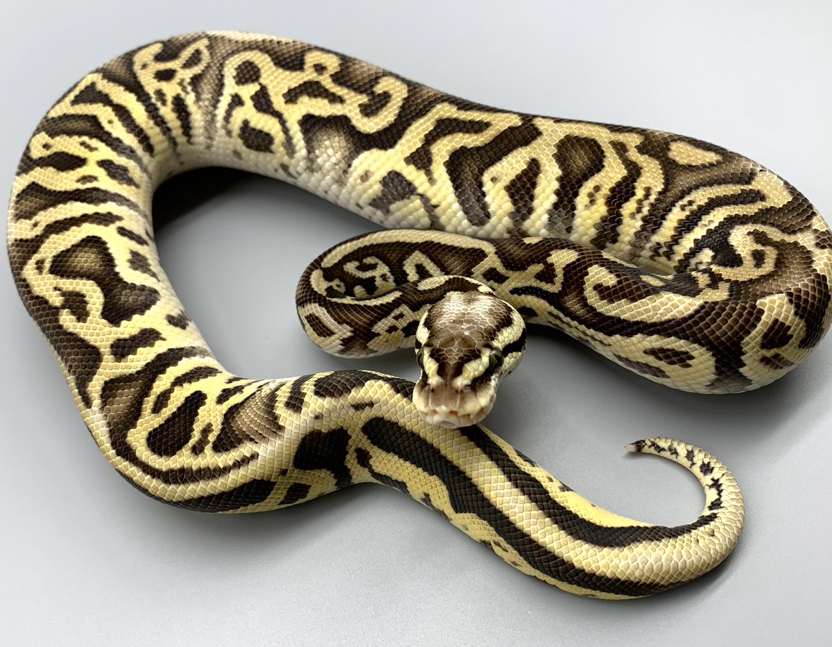 Deureptiles とても禍々しいファイアフライレオパードhetクラウン 多分スリザリン 販売中 Firefly Leoprd Het Clown Ballpython Breeder Reptiles ボールパイソン
