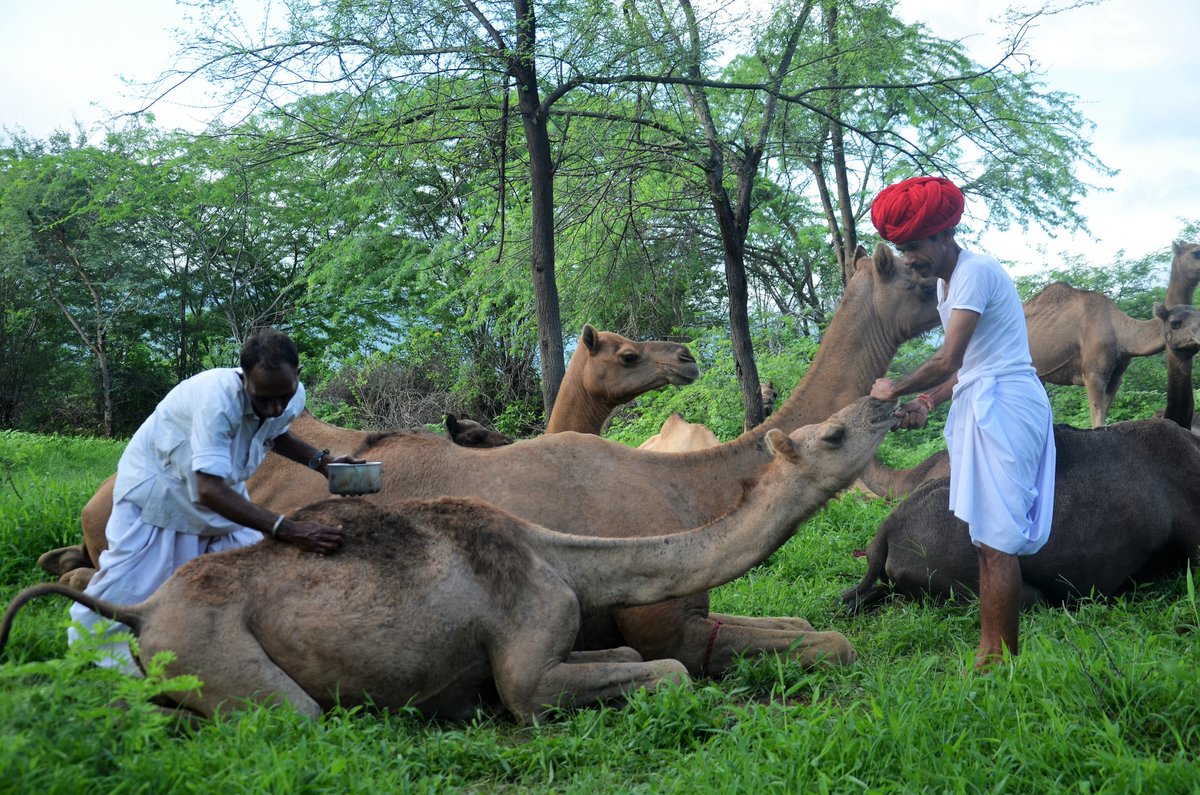 7. Use only natural remedies to treat disease problems (except in emergencies) , such as Karanji-ka-tel (oil of Derris indica) against mange