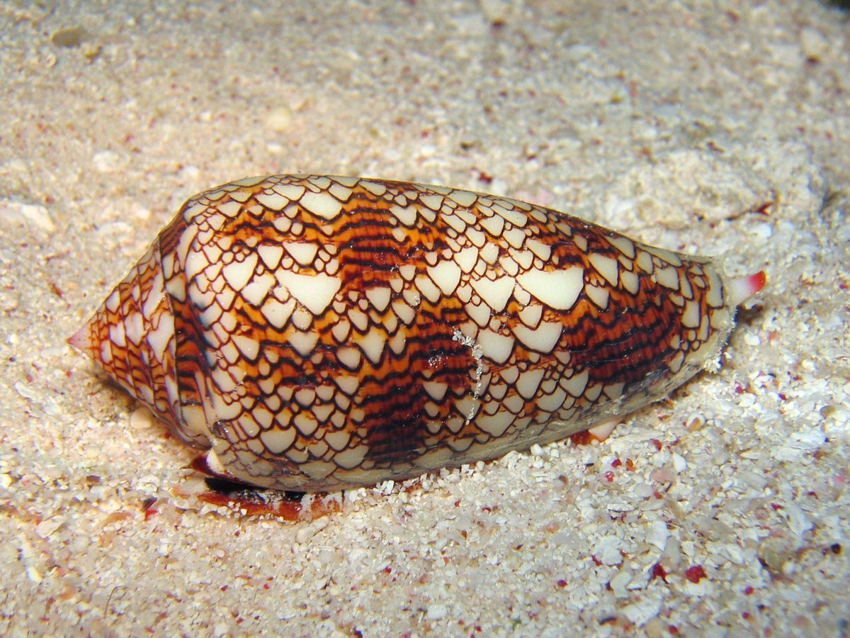 58. Wolfram's NKS theories are canon, the universe emerges from automata, we just haven't found the right rules yet.(pictured: a textile cone sea snail with the Rule 30 cellular automata pattern on its shell)