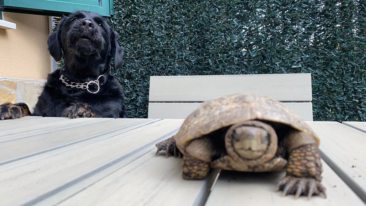 krysladyrock's tweet photo. Apúntate al club aquí somos 3 perros la gatas 2 crias una tortuga un sapo y un guitarrista tengo de todo https://t.co/jcISBZ9JzH